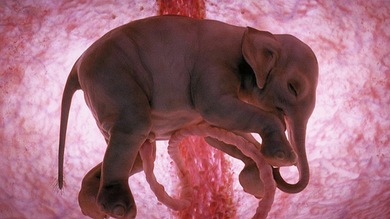 Impresionantes imágenes de cachorros en los úteros de sus madres