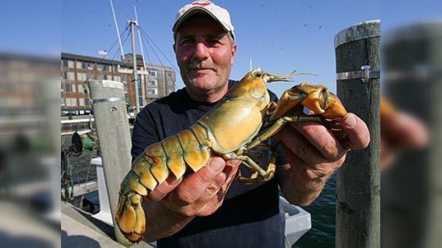 Una singular langosta de color amarillo muere por estrés en Rhode Island