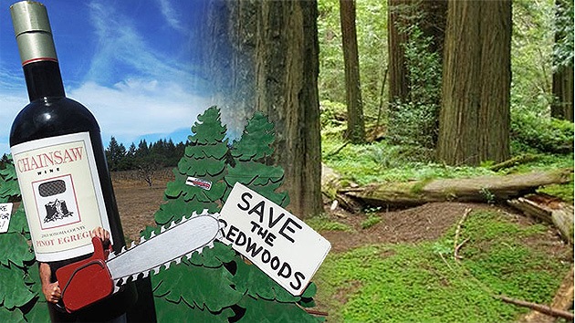 Polémica en EE.UU. por los planes de Codorníu de talar un bosque de secuoyas