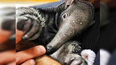 La moda de los animales exóticos