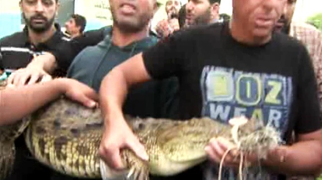 Atrapan un cocodrilo que vivió dos años en las alcantarillas