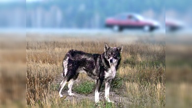 La historia del perro fiel Hachiko se repite en la ciudad rusa de Perm