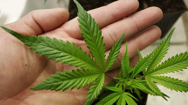 La marihuana salva vidas: inventan aceite revolucionario contra la epilepsia y el cáncer