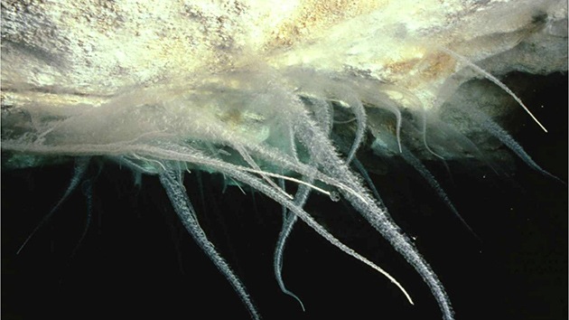 Australia, a la caza de los microbios 'alien' que no salen de su cueva
