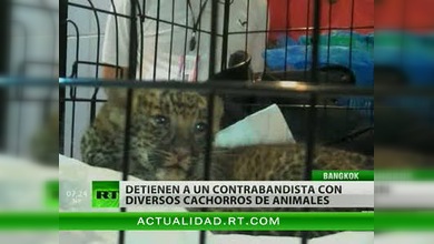 Fieras adormecidas en el equipaje