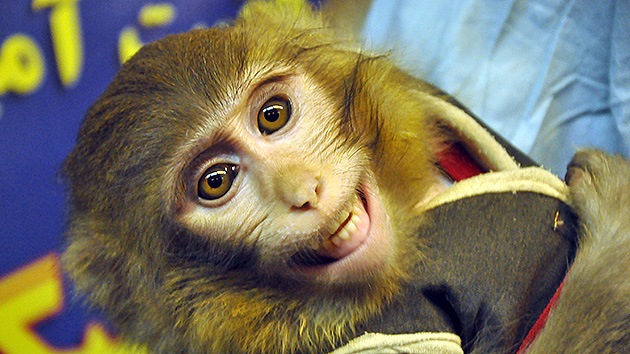 Irán enviará otro mono al espacio