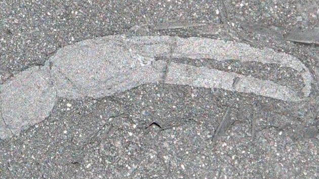Descubren fósiles del animal más primitivo que habitó el hemisferio sur