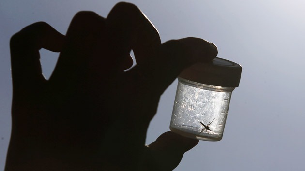 OMS: "Más del 40% de la población mundial está en riesgo por el dengue"