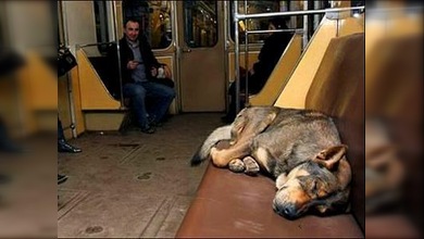 Perros callejeros en Rusia: ¿Peligrosos o indefensos?