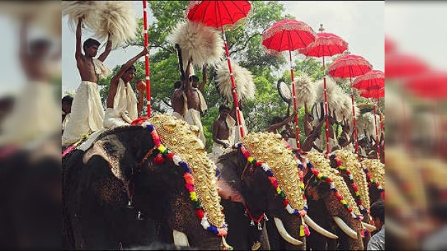 Elefantes locos hicieron fracasar una boda en la India