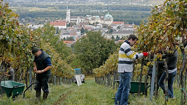 Agricultores austriacos: "El embargo ruso es una catástrofe para Europa"