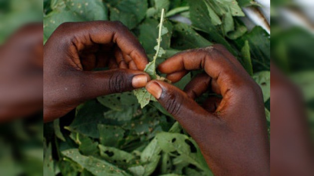 Un alucinógeno africano ayuda a superar las adicciones a las drogas