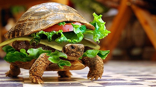 En un aeropuerto de China un hombre intenta pasar una tortuga… en una hamburguesa