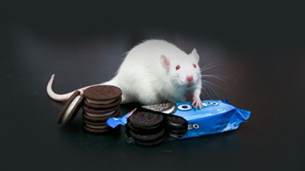 Científicos descubren que las galletas Oreo son tan adictivas como la cocaína