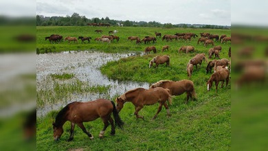 Un trato noble para los animales
