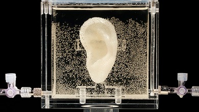 La ciencia y el arte se dan la mano para 'resucitar' la oreja de Van Gogh