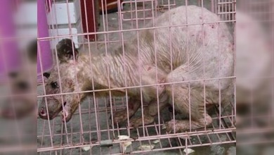 Capturan a una extraña criatura en China