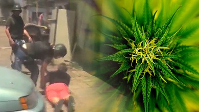 Video: Detienen a una chilena que montó un árbol de Navidad de marihuana