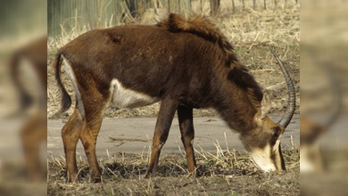 Cría de antílope negro nació en zoológico de Moscú