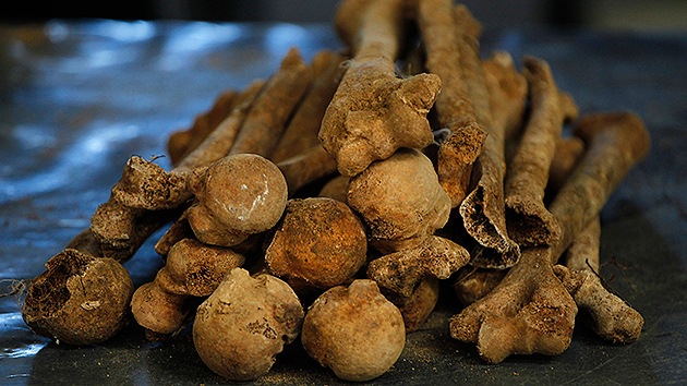 Descifran el genoma más antiguo jamás descubierto con 45.000 años