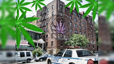 Confiscan cientos de kilogramos de marihuana en el barrio neoyorquino del Bronx
