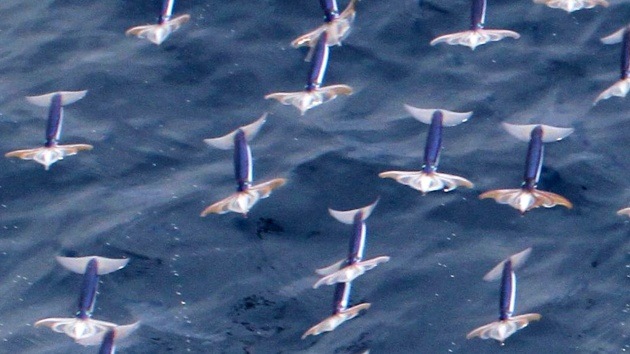 ¿Un drone? ¿Un avión? ¿Un pájaro? No, un calamar volando