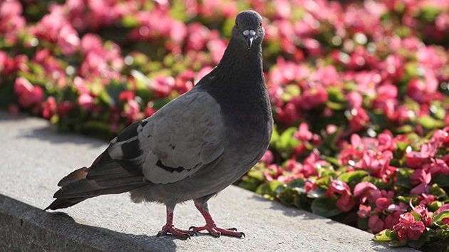 Las palomas 'zombi' invaden Moscú: Se vuelcan, tropiezan y no ven a los transeúntes