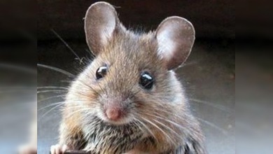 Un austriaco quema su propia casa intentando matar a un ratón