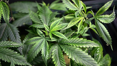La marihuana podría tratar el estrés postraumático