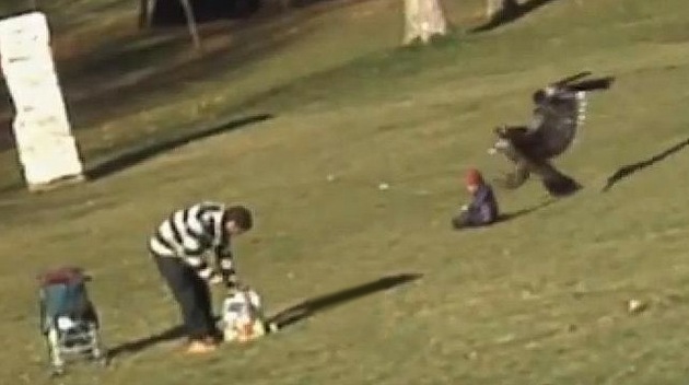 Video: A los niños los trae la cigüeña... ¿y se los lleva el águila?