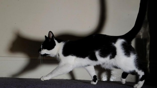 Video: Un gato inglés robó 100 prendas de ropa de su vecindario