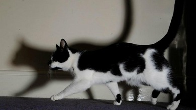 Video: Un gato inglés robó 100 prendas de ropa de su vecindario