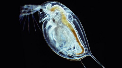 Científicos 'resucitan' huevos latentes de pulgas de agua de 700 años de edad