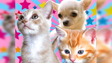En Chile una chihuahua bondadosa salvó vidas de dos gatitos abandonados