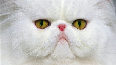 Gatos que cambiaron el mundo