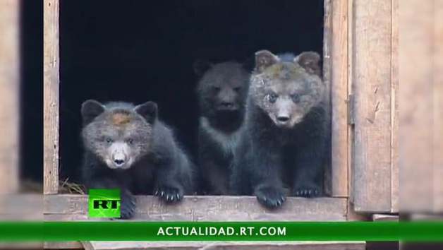 ENCUENTROS CON LA NATURALEZA : EL MÍTICO OSO PARDO