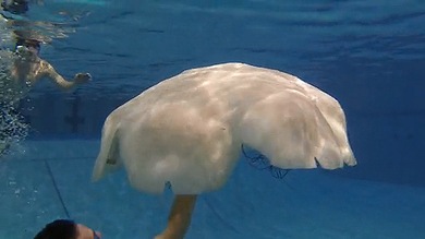 Fotos, video: 'Robomedusa', el espía acuático de la Marina de EE.UU.