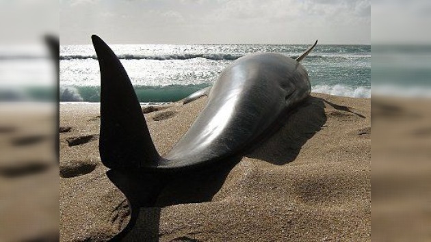107 ballenas piloto mueren en una playa de Nueva Zelanda
