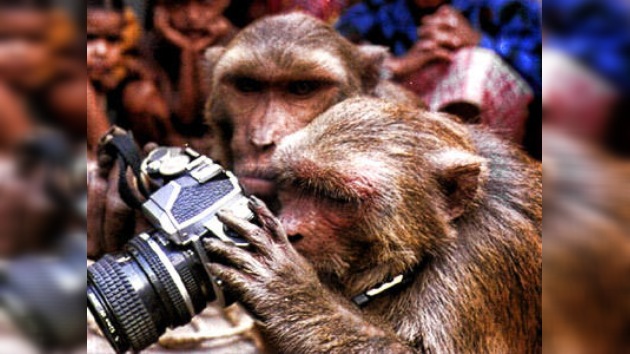 ¿Tengo monos en la cara?: un macaco se fotografía a sí mismo