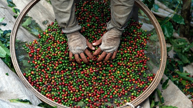 Que no cunda el pánico, pero... el café mundial escasea