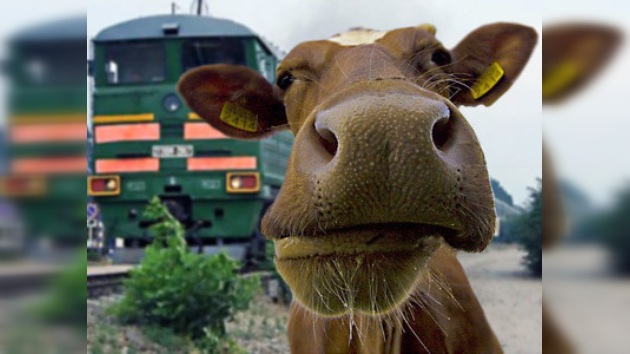 Choques de trenes contra animales en vías férreas de Bielorrusia
