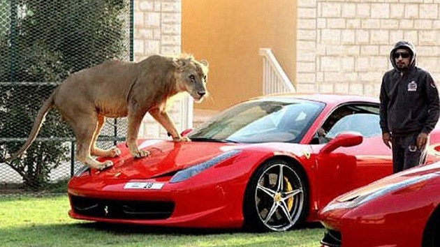 Fotos: Grandes felinos en casa, nueva moda entre los ricos de los Emiratos Árabes