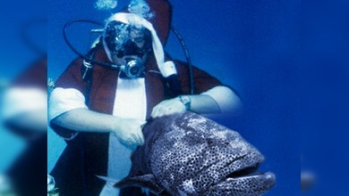 Un hombre disfrazado de Papá Noel bucea con peces con fin benéfico