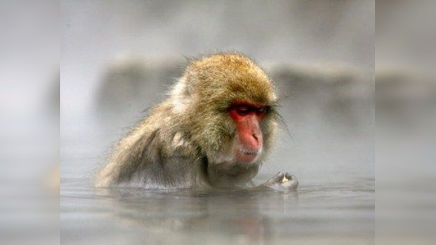 Monos radiactivos, vigías de Fukushima