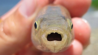 Peces mutantes se adaptan a las aguas contaminadas en EE.UU.