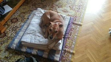 Sacrifican al perro de la auxiliar con ébola