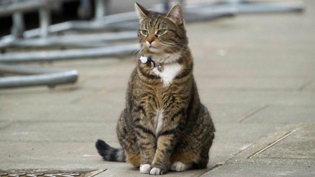 ¿Espía para China la gata del ministro británico de Finanzas?