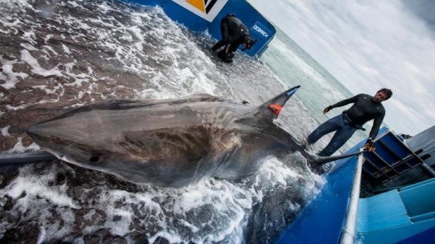 Tiburones en la Red: Crean una aplicación para seguir a los escualos 'on line'