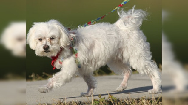 Murió Trouble, la perrita heredera de una fortuna millonaria