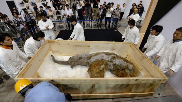 Un mamut de 39.000 años, el mejor conservado de su especie, se exhibe en Japón